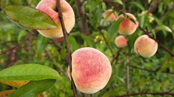 日本の桃の写真